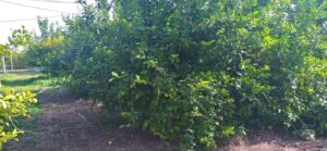 Parcela en venta en Guadalupe, Murcia