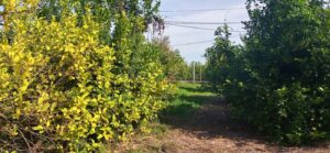 Parcela en venta en Guadalupe, Murcia