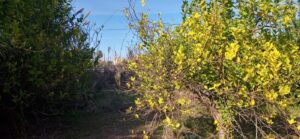 Parcela en venta en Guadalupe, Murcia