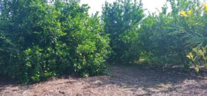 Parcela en venta en Guadalupe, Murcia