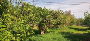 Parcela en venta en Guadalupe, Murcia