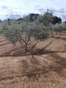 Solar en venta en Chaparral, Cehegin