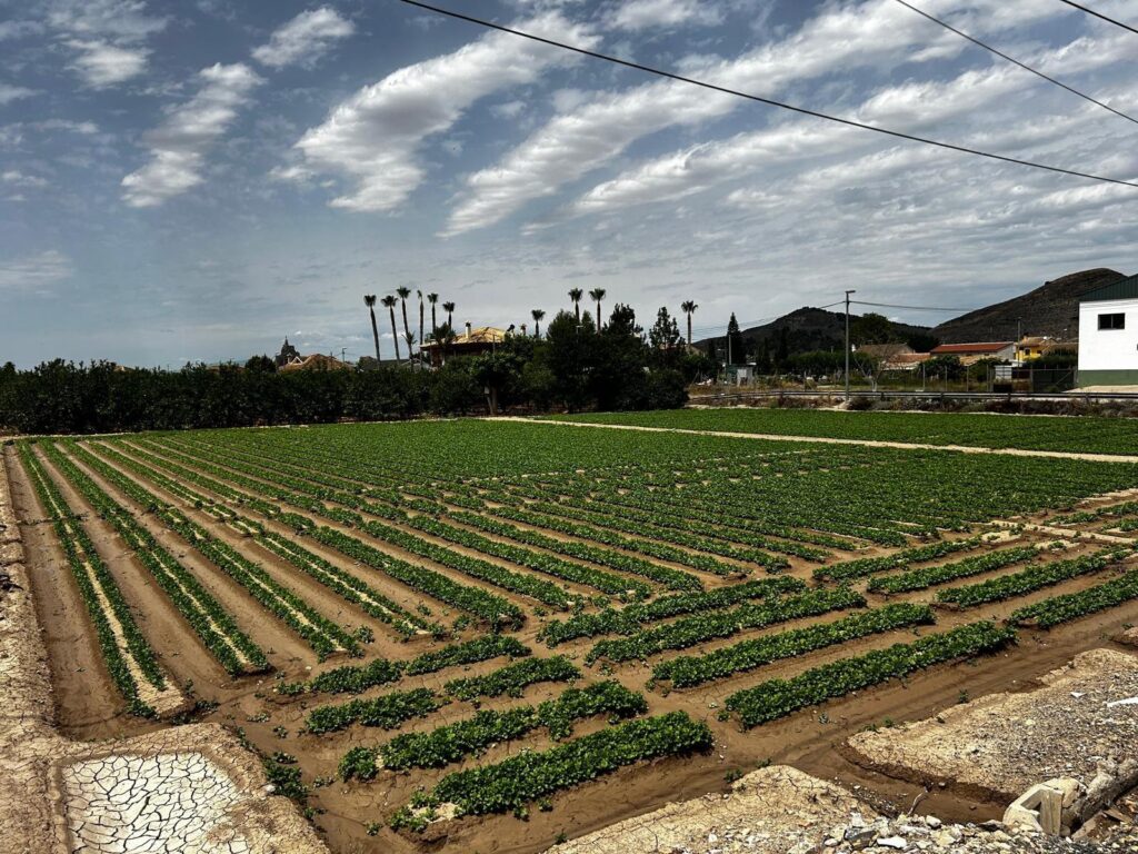 Solar en venta en La Orilla del Azarbe, Murcia