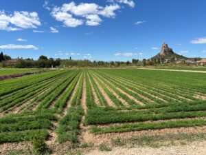 Solar en venta en Monteagudo, Murcia