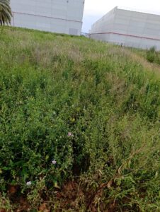 Terreno industrial en venta en - EL RELOJ  -, Fortuna