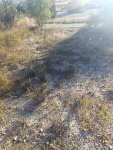 Terreno industrial en venta en Poligono Industrial Marimingo, Bullas