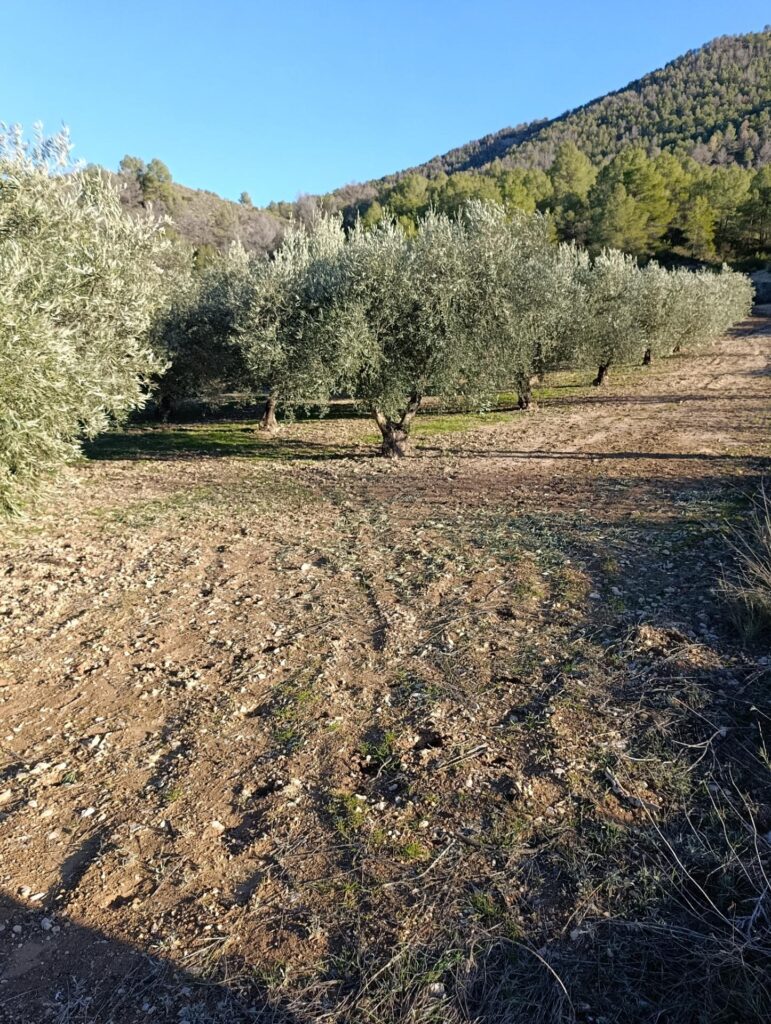 Terreno rural en venta en Bullas, Bullas