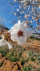 Terreno rural en venta en Bullas, Bullas