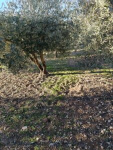 Terreno rural en venta en Bullas, Bullas