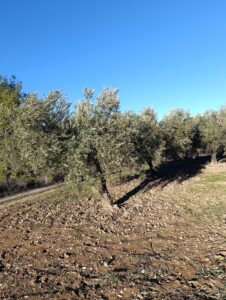 Terreno rural en venta en Bullas, Bullas