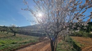 Terreno rural en venta en Bullas, Bullas