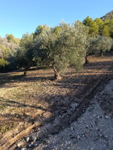 Terreno rural en venta en Bullas, Bullas