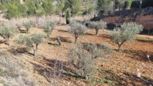 Terreno rural en venta en Bullas, Bullas