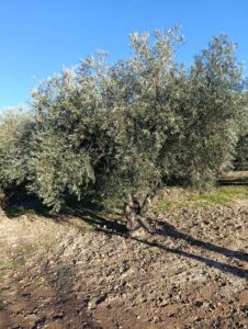 Terreno rural en venta en Bullas, Bullas