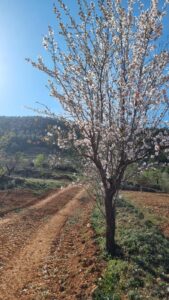 Terreno rural en venta en Bullas, Bullas
