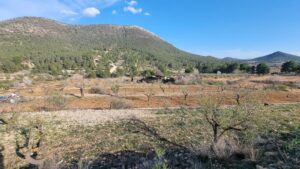 Terreno rural en venta en Bullas, Bullas