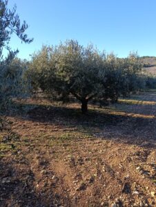 Terreno rural en venta en Bullas, Bullas