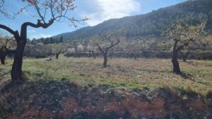 Terreno rural en venta en Bullas, Bullas
