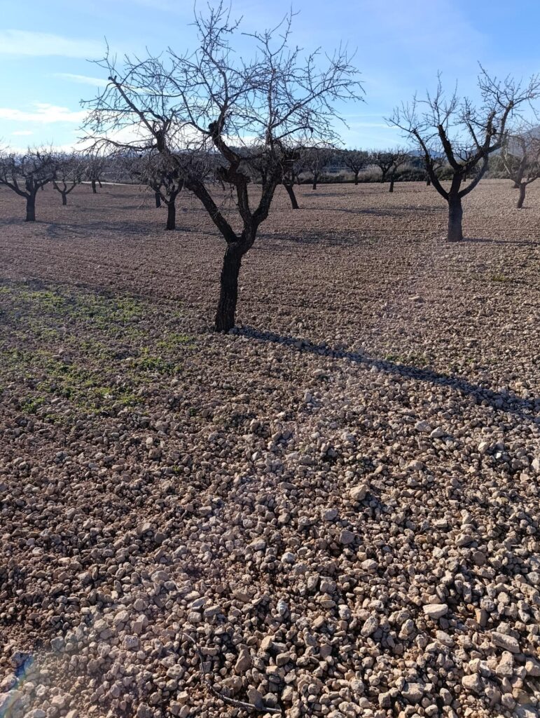 Terreno rural en venta en Campiña, Bullas