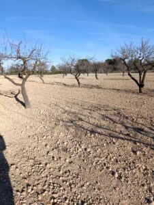 Terreno rural en venta en Campiña, Bullas