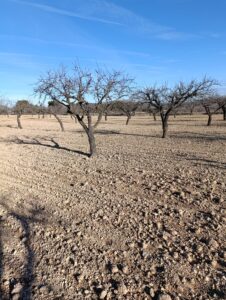 Terreno rural en venta en Campiña, Bullas