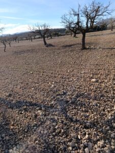 Terreno rural en venta en Campiña, Bullas