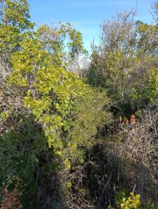 Terreno rural en venta en Campiña, Bullas