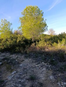 Terreno rural en venta en Campiña, Bullas