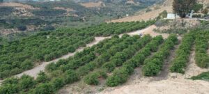 Terreno rural en venta en Cañadas de San Pedro, Murcia