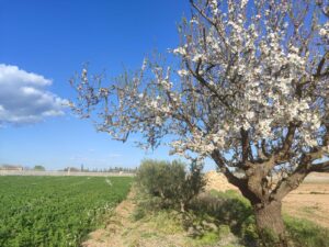 Terreno rural en venta en Caravaca de la Cruz, Caravaca de la Cruz