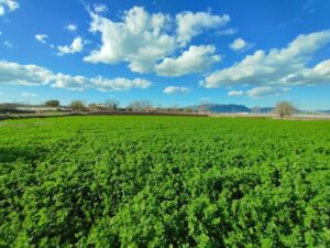 Terreno rural en venta en Caravaca de la Cruz, Caravaca de la Cruz