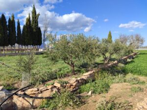 Terreno rural en venta en Caravaca de la Cruz, Caravaca de la Cruz