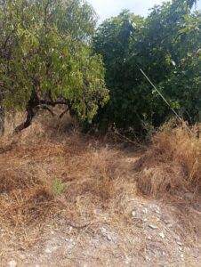 Terreno rural en venta en Cehegin, Cehegin