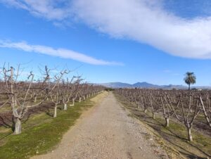 Terreno rural en venta en Ceutí, Ceuti