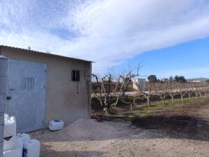 Terreno rural en venta en Ceutí, Ceuti