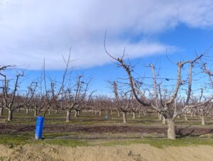 Terreno rural en venta en Ceutí, Ceuti