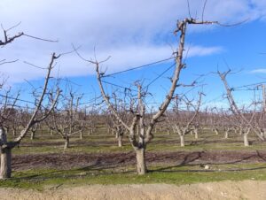 Terreno rural en venta en Ceutí, Ceuti