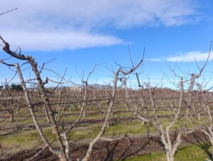 Terreno rural en venta en Ceutí, Ceuti