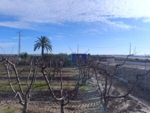 Terreno rural en venta en Ceutí, Ceuti