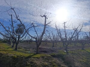 Terreno rural en venta en Ceutí, Ceuti
