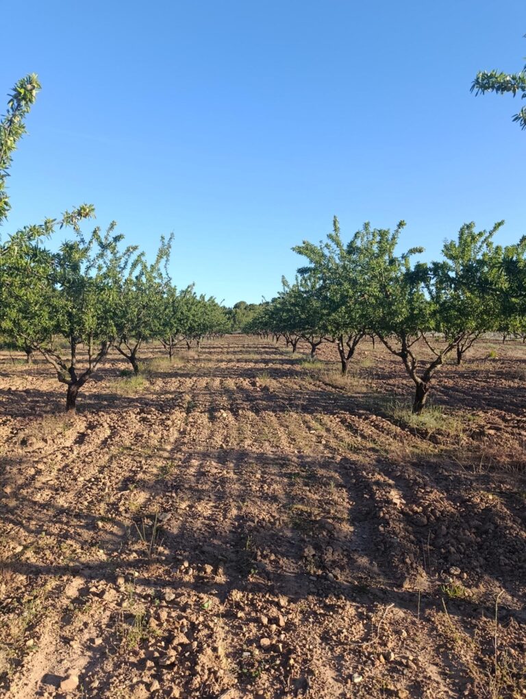 Terreno rural en venta en Chaparral, Cehegin