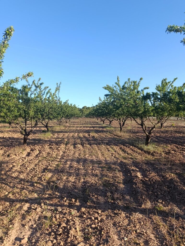 Terreno rural en venta en Chaparral, Cehegin