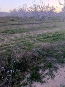 Terreno rural en venta en Chaparral, Cehegin