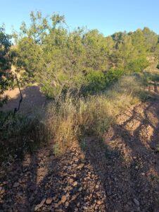 Terreno rural en venta en Chaparral, Cehegin