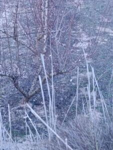 Terreno rural en venta en Chaparral, Cehegin