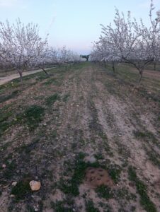 Terreno rural en venta en Chaparral, Cehegin