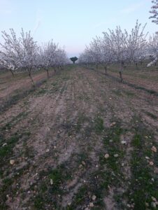 Terreno rural en venta en Chaparral, Cehegin