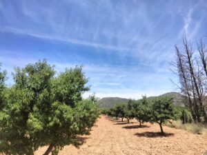 Terreno rural en venta en Chaparral, Cehegin