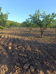 Terreno rural en venta en Chaparral, Cehegin