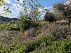 Terreno rural en venta en Chaparral, Cehegin
